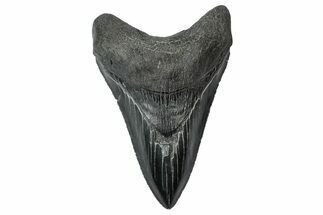 Serrated, Fossil Megalodon Tooth - South Carolina #340145