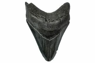 Fossil Megalodon Tooth - South Carolina #340149