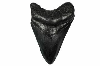 Fossil Megalodon Tooth - South Carolina #340198