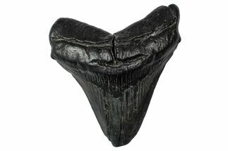 Fossil Megalodon Tooth - South Carolina #340202