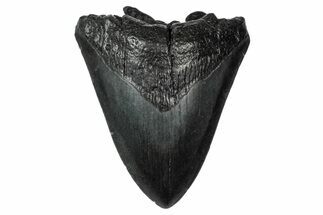 Bargain, Megalodon Tooth - South Carolina #340208