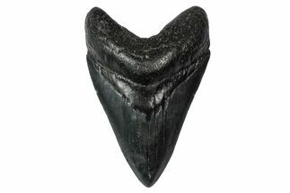 Fossil Megalodon Tooth - South Carolina #340212