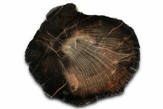 Rare Petrified Wood (Schilderia) End-Cut - Arizona #346218