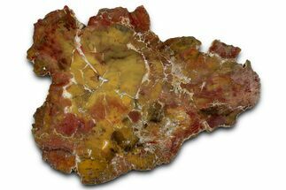 Polished Yellow Cat Jasper Replaced Petrified Wood - Utah #346221