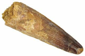 Fossil Spinosaurus Tooth - Real Dinosaur Tooth #346295