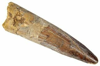 Bargain, Fossil Spinosaurus Tooth - Real Dinosaur Tooth #346302
