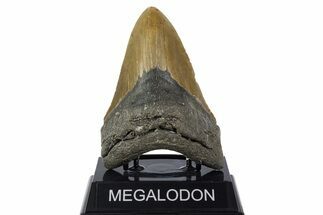 Serrated, Fossil Megalodon Tooth - North Carolina #346319