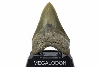 Serrated, Fossil Megalodon Tooth - North Carolina #346334