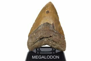 Fossil Shark Teeth For Sale