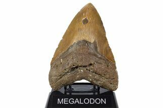 Huge, Fossil Megalodon Tooth - North Carolina #346338