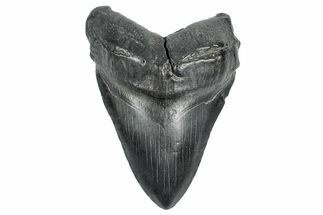 Fossil Megalodon Tooth - South Carolina #340133