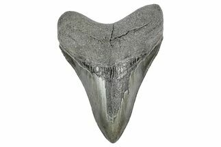 Serrated, Fossil Megalodon Tooth - South Carolina #340136
