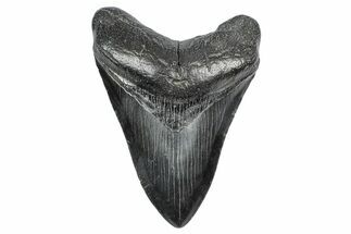 Fossil Megalodon Tooth - South Carolina #340142