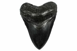Fossil Megalodon Tooth - South Carolina #340186