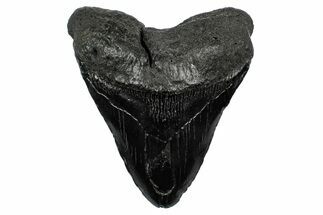 Fossil Megalodon Tooth - South Carolina #340189