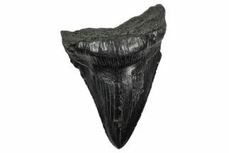 Serrated, Fossil Megalodon Tooth - South Carolina #340193