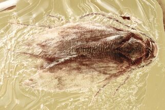 Detailed Fossil Moth (Lepidoptera) in Baltic Amber #346376