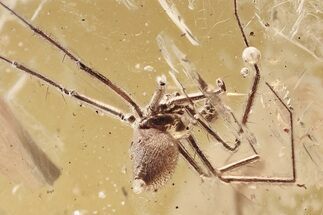 Detailed Fossil Spider and Ant In Baltic Amber #346383