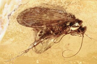 Detailed Fossil Caddisfly (Trichoptera) In Baltic Amber #346401