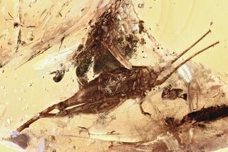 Very Detailed Fossil Cricket (Gryllidae) In Baltic Amber #346407