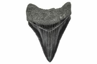 Serrated, Juvenile Megalodon Tooth - South Carolina #340498