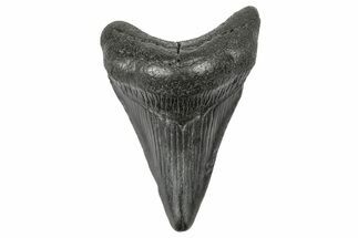 Juvenile Megalodon Tooth - South Carolina #340499