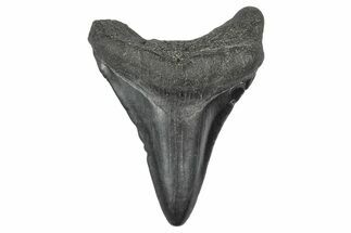 Juvenile Megalodon Tooth - South Carolina #340500
