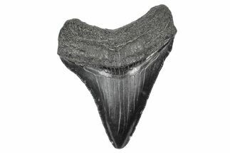 Serrated, Juvenile Megalodon Tooth - South Carolina #340501