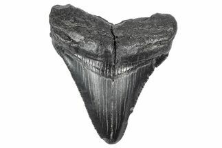 Serrated, Juvenile Megalodon Tooth - South Carolina #340502