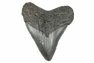 Serrated, Juvenile Megalodon Tooth - South Carolina #340505