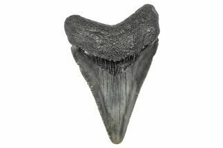 Serrated, Juvenile Megalodon Tooth - South Carolina #340517