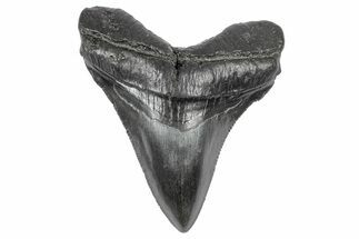 Serrated, Juvenile Megalodon Tooth - South Carolina #340518
