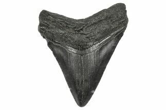 Juvenile Megalodon Tooth - South Carolina #340519