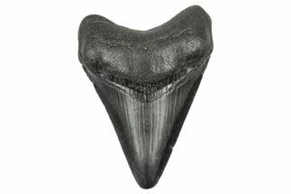 Juvenile Megalodon Tooth - South Carolina #340520