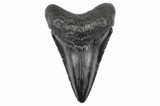 Serrated, Juvenile Megalodon Tooth - South Carolina #340521