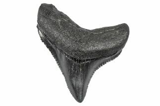 Serrated, Juvenile Megalodon Tooth - South Carolina #340522