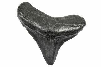 Juvenile Megalodon Tooth - South Carolina #340523