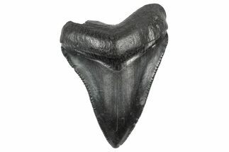 Serrated, Juvenile Megalodon Tooth - South Carolina #340524