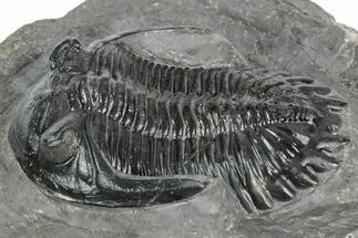 Detailed Hollardops Trilobite Fossil - Ofaten, Morocco #346541