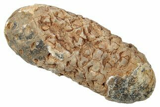 Fossil Cycadophyte Seed Cone - Boujdour, Morocco #346679