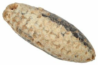 Fossil Cycadophyte Seed Cone - Boujdour, Morocco #346682