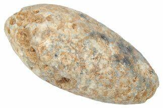 Fossil Cycadophyte Seed Cone - Boujdour, Morocco #346684