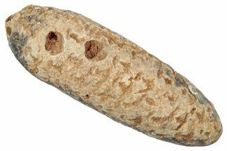 Fossil Cycadophyte Seed Cone - Boujdour, Morocco #346711