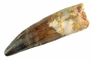 Real Fossil Spinosaurus Tooth - Huge Dinosaur Tooth #346748
