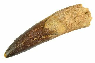 Real Fossil Spinosaurus Tooth - Huge Dinosaur Tooth #346749