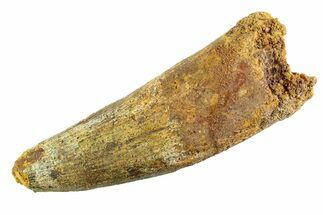 Real Fossil Spinosaurus Tooth - Huge Dinosaur Tooth #346752