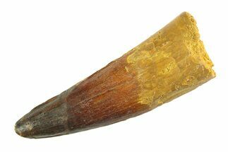 Real Fossil Spinosaurus Tooth - Restored Tip #346755