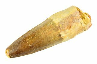 Fossil Spinosaurus Tooth - Real Dinosaur Tooth #346760