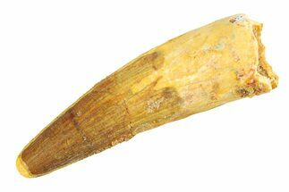 Fossil Spinosaurus Tooth - Real Dinosaur Tooth #346764