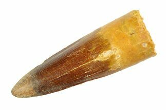 Fossil Spinosaurus Tooth - Real Dinosaur Tooth #346774